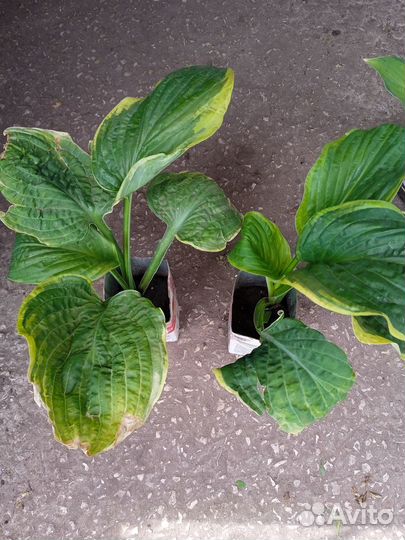 Монарда. Астильба. Адонис. Бузульник