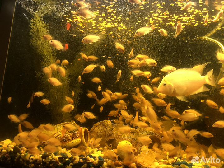 Цихлида фламинго, сапфировый попугайчик