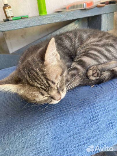 В добрые руки бесплатно