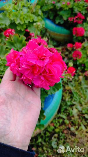 Пеларгония герань сортовая укорененные