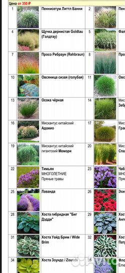 Саженцы декоративных злаков и пряных культур
