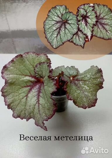 Бегонии (детки), стрептокарпус