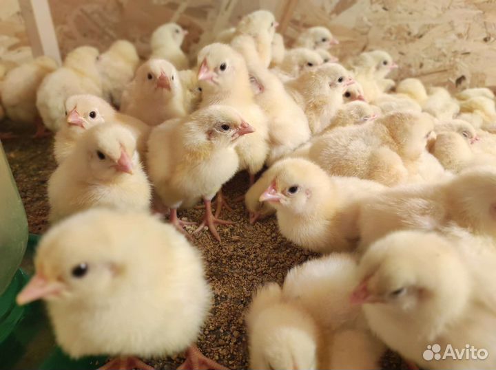 Цыплята бройлера кобб 500 Импорт Чехия, Словакия