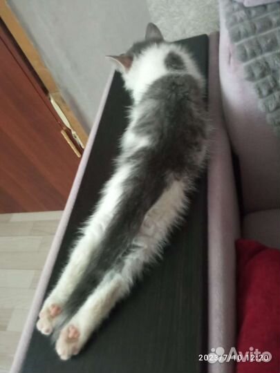 Домашние животные кошки