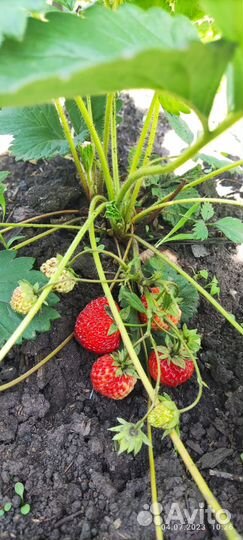 Саженцы виктории