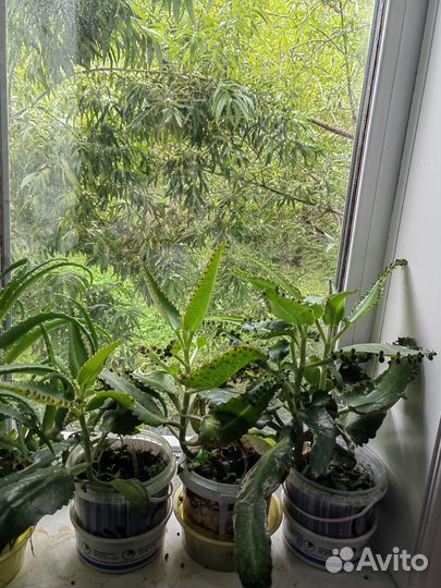 Каланхое лечебное, проверенное