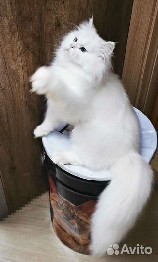 BLH NS 12 33 девочка