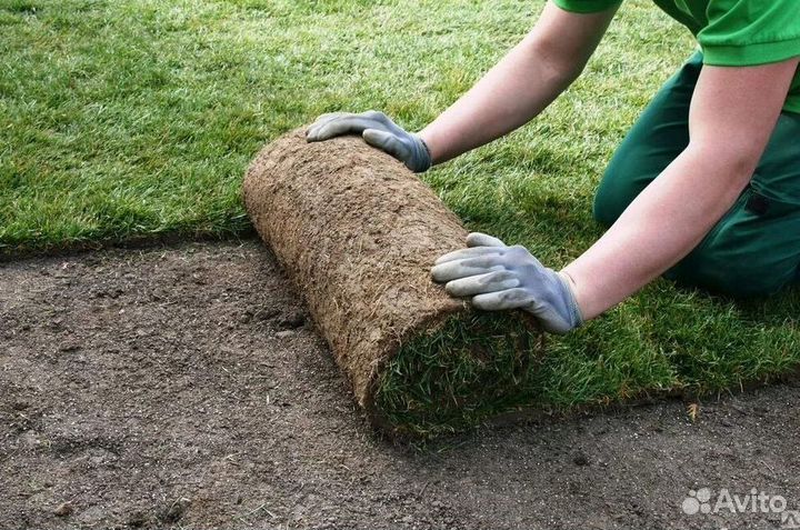 Газон рулонный