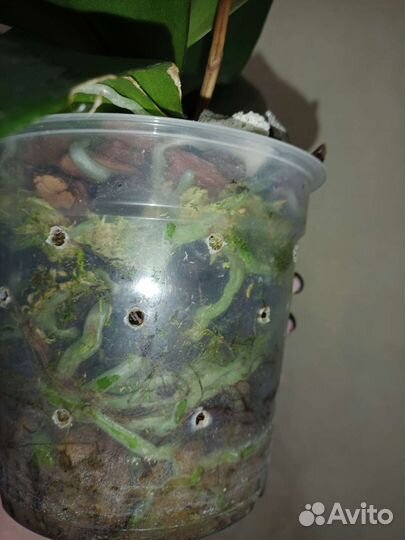 Орхидея Сурф Сонг