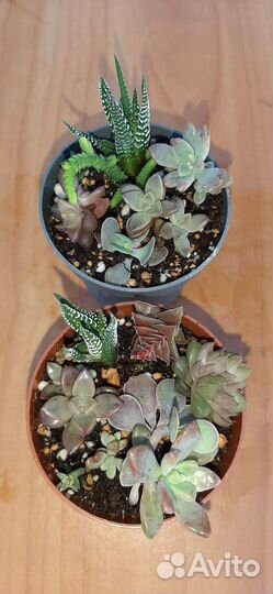 Суккуленты