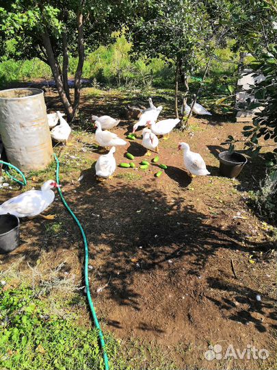 Селезень индоутки тяжелая линия