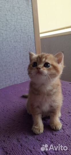 Шотландская