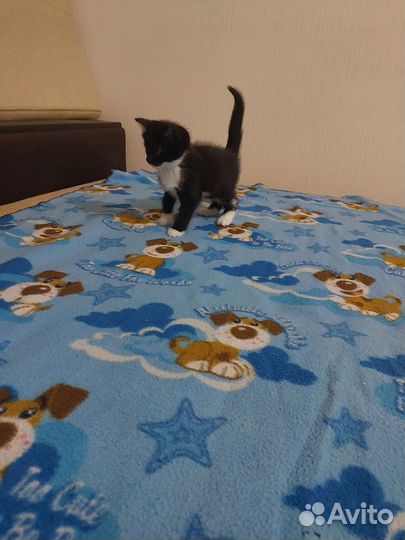 Котёнок дар