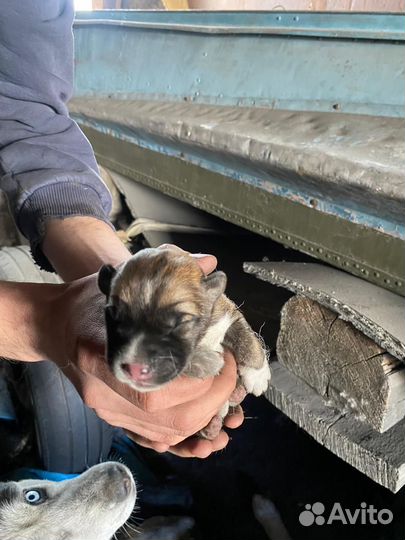 Щенок в добрые руки бесплатно