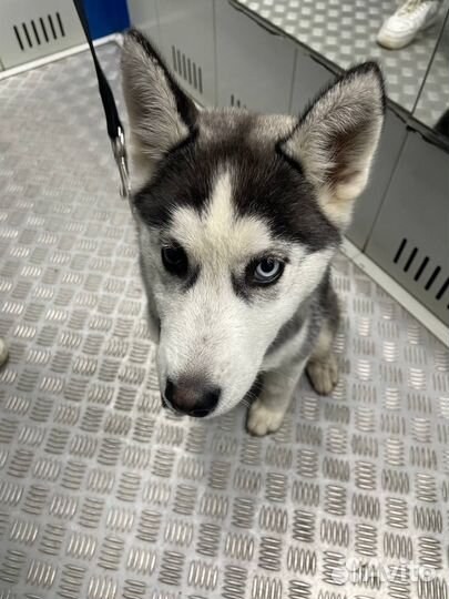 Сибирский хаски