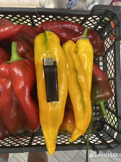 Семена перца Леся, Деголе, Минусинские томаты