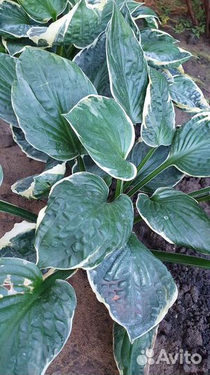 Хоста Карин