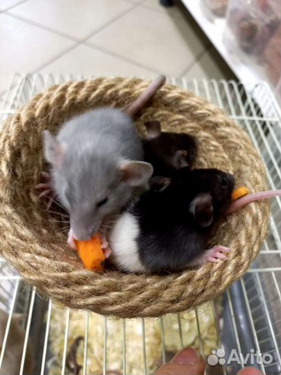 Крыса дамбо