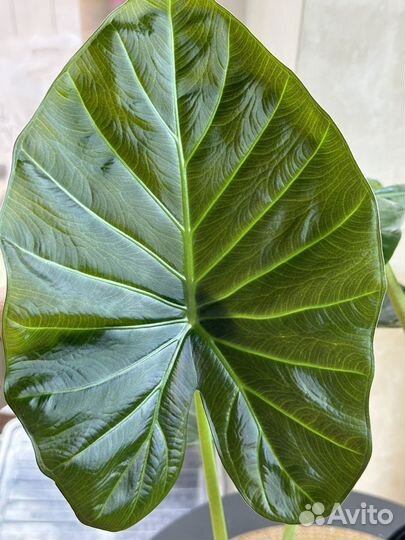 Алоказия блек вельвет, регал шилдс,пинк дракон