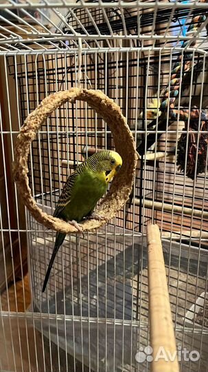 Пара корелл и волнистый попугай