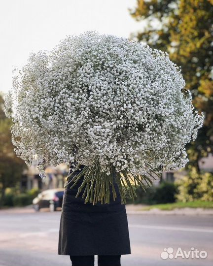 Букеты-гиганты из Гипсофилы