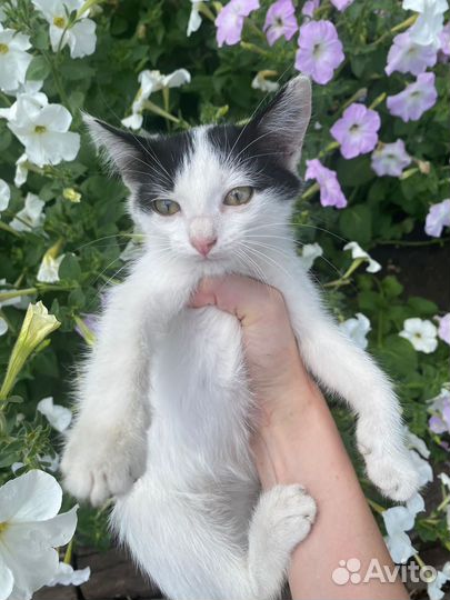 Котенок в добрые руки