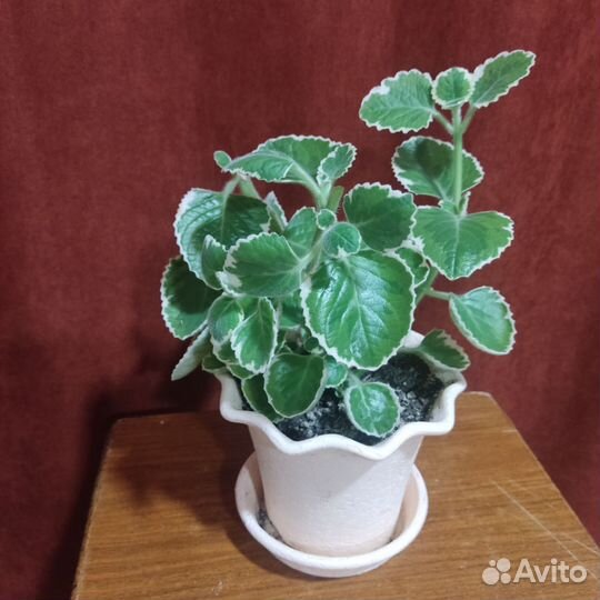 Плектрантус вариегатный