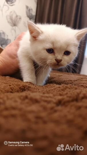 Шотландские малыши