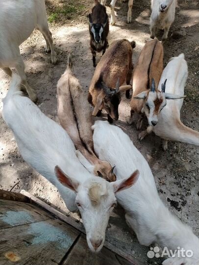 Коза и овцы