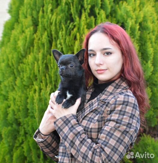 Кобель Чихуахуа