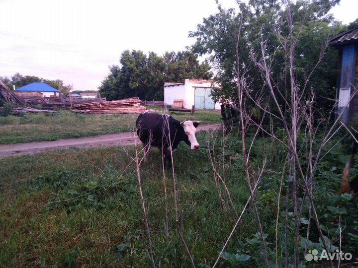 Корова дойная