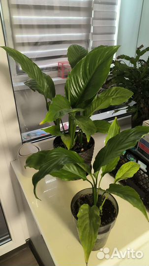 Спатифиллум