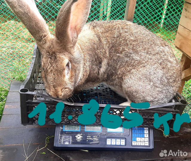 Кролик.Великаны