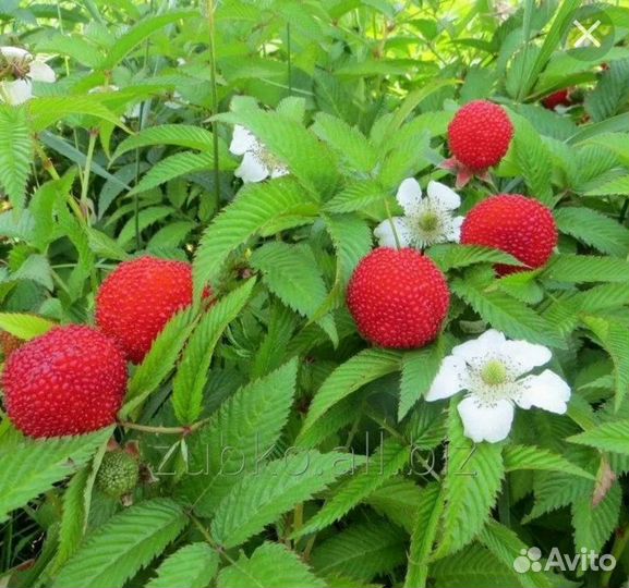 Тибетская Малина