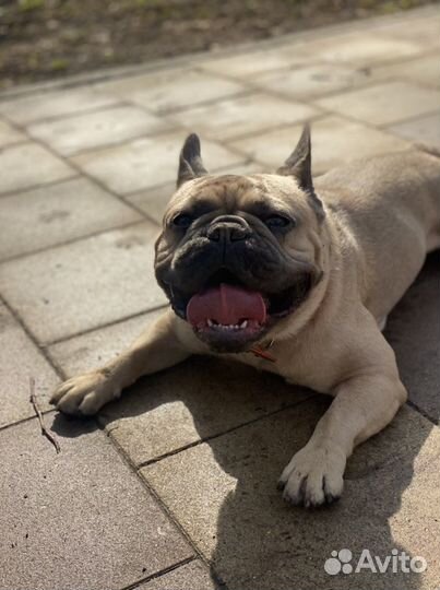 Выгул собак, няня для собак, передержка