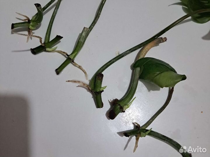 Филодендрон радиатум