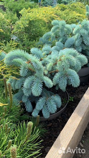 Ель голубая карликовая Глаука Глобоза