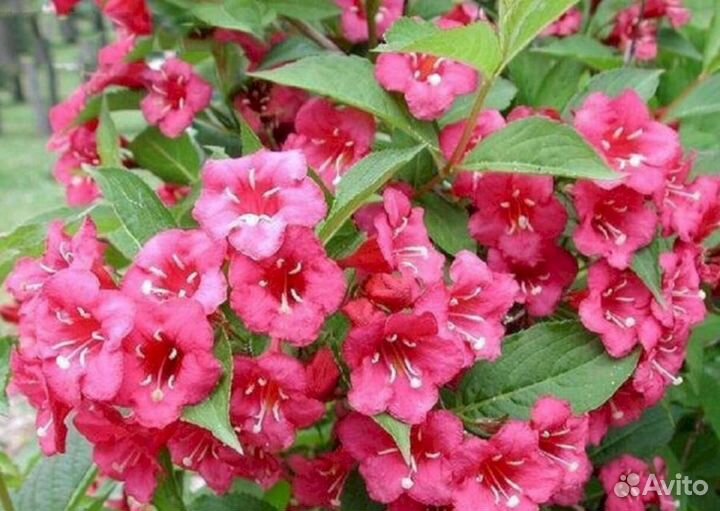 Вейгела Бристоль руби