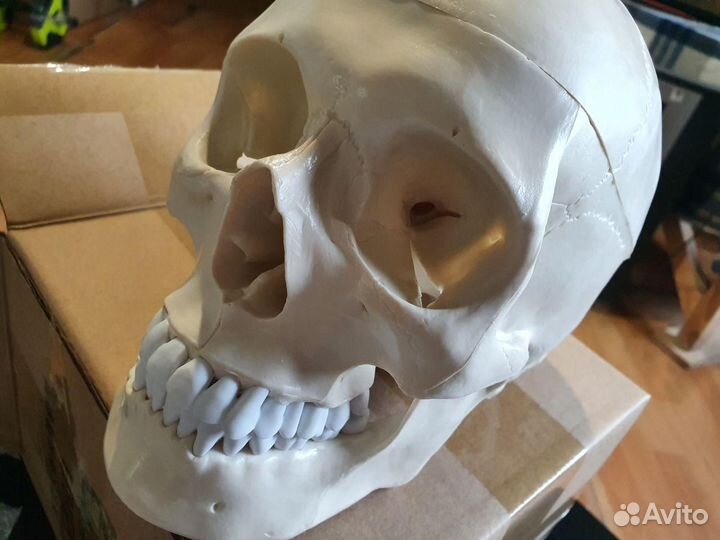 Анатомический череп