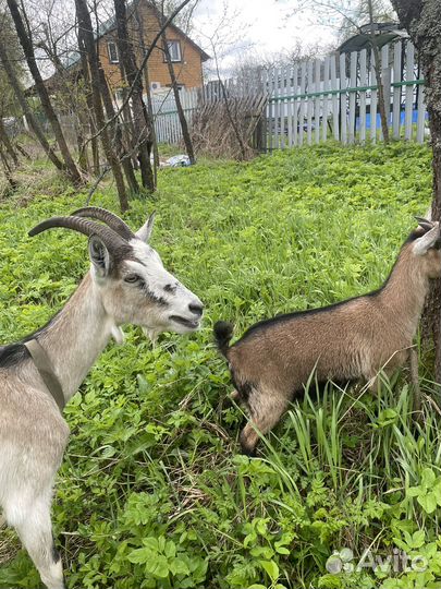 Козочка 3 месяца альпийско- камерунская, продажа