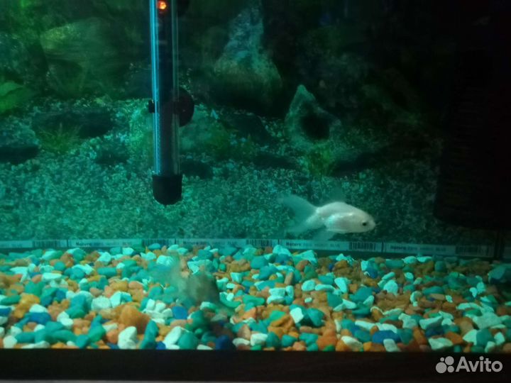 Аквариум