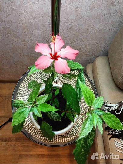 Гибискус китайская роза