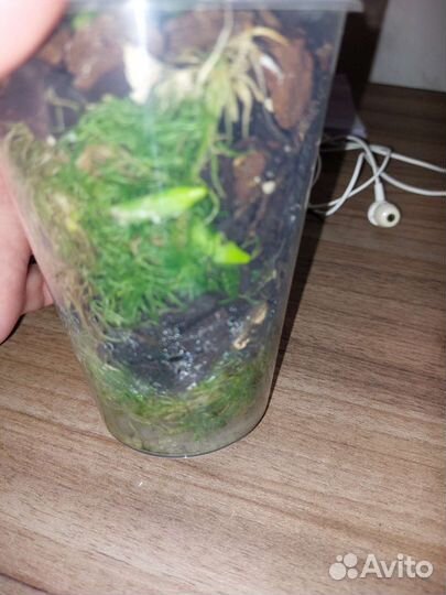 Орхидея фаленопсис Лиодоро