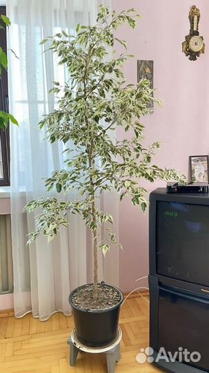 Комнатные растения цветы