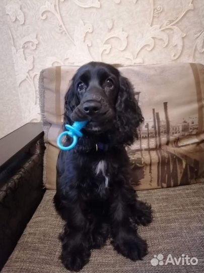 Вязка спаниель