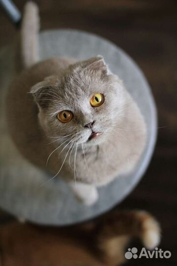 Кошка в хорошие руки