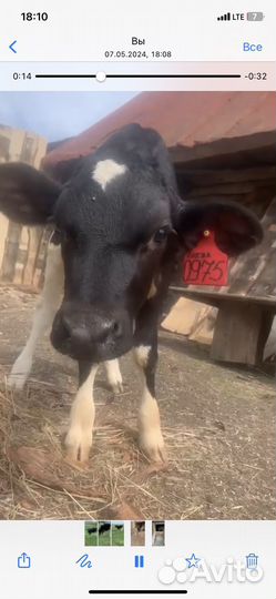 Телка 1.5 года Голштинская порода