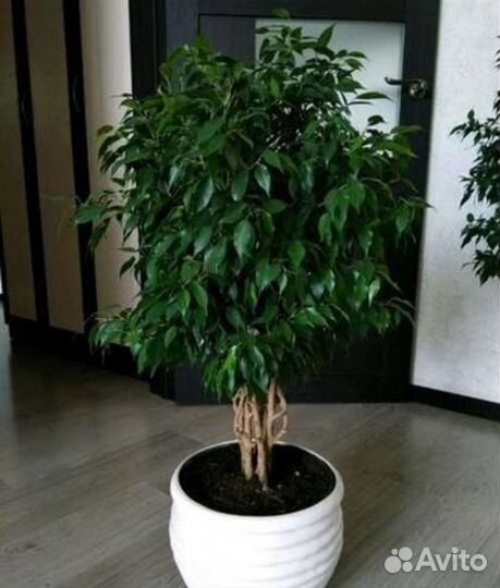 Фикус бенджамина