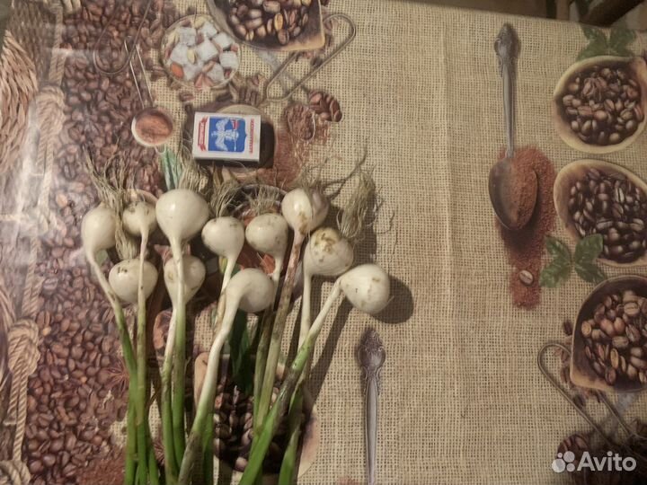 Однозубка Любаша