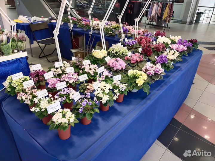 Фиалки в Тольятти